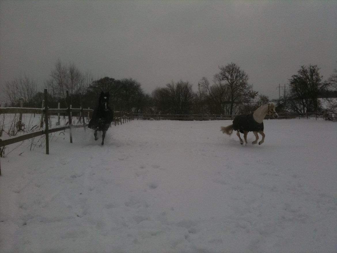 New Forest Niobe Hippios billede 8