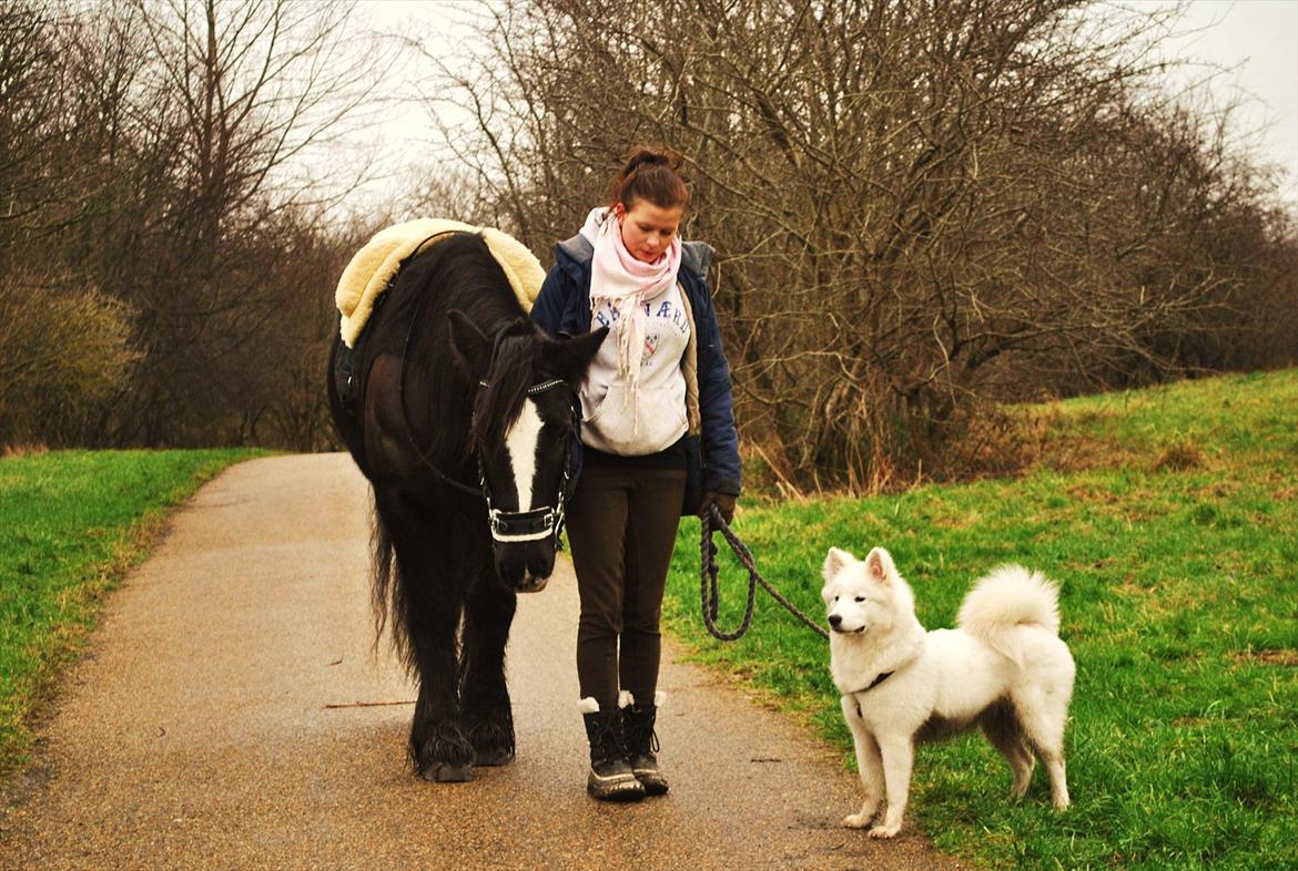 Irish Cob Sir Tonga | x - Part - Foto : Bror | Mine to ynglings. Min vuf Smilla og pruhesten Tonga (:  billede 19