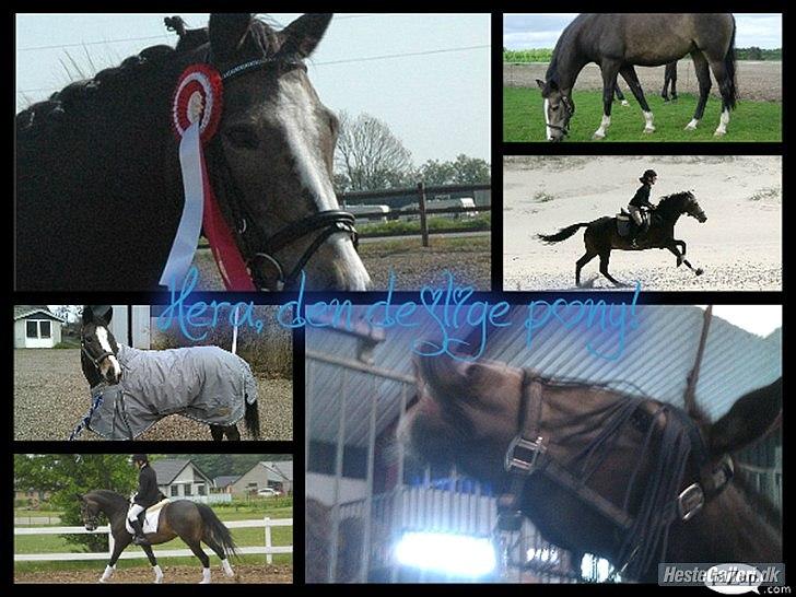 Anden særlig race Hera - Hera, den dææjlige pony! :-*
Lavet af: Mette Søgård. ♥♥ 
 
 billede 14