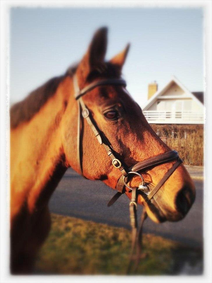 Trakehner Fast - Velkommen til Fast profil, lige for tiden kommer der ikke så meget ind af ham, men følg med alligevel - der vil stadig komme opdateringer :D

En smuk dag og en skøn tur :-) billede 1