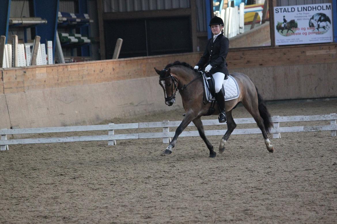 Anden særlig race Gyrupgaards Bailey B PONY - klar til sidste stævne i Viborg billede 6