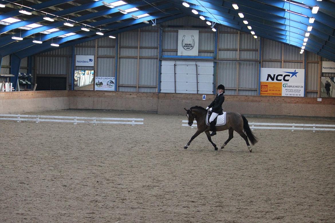 Anden særlig race Gyrupgaards Bailey B PONY billede 18