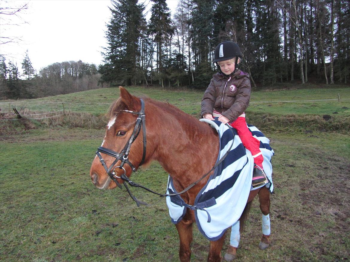 Welsh Pony (sec B) Bjerregårds Gandalf billede 9