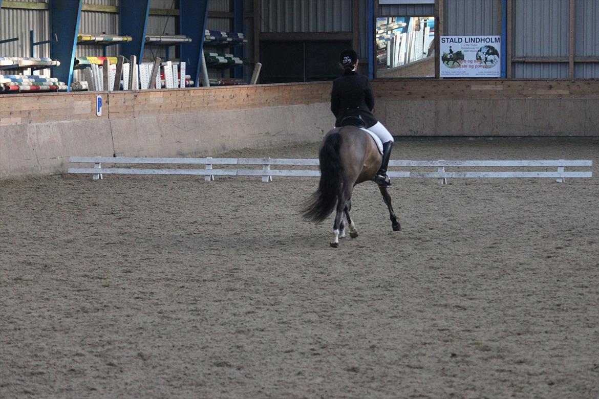 Anden særlig race Gyrupgaards Bailey B PONY billede 19