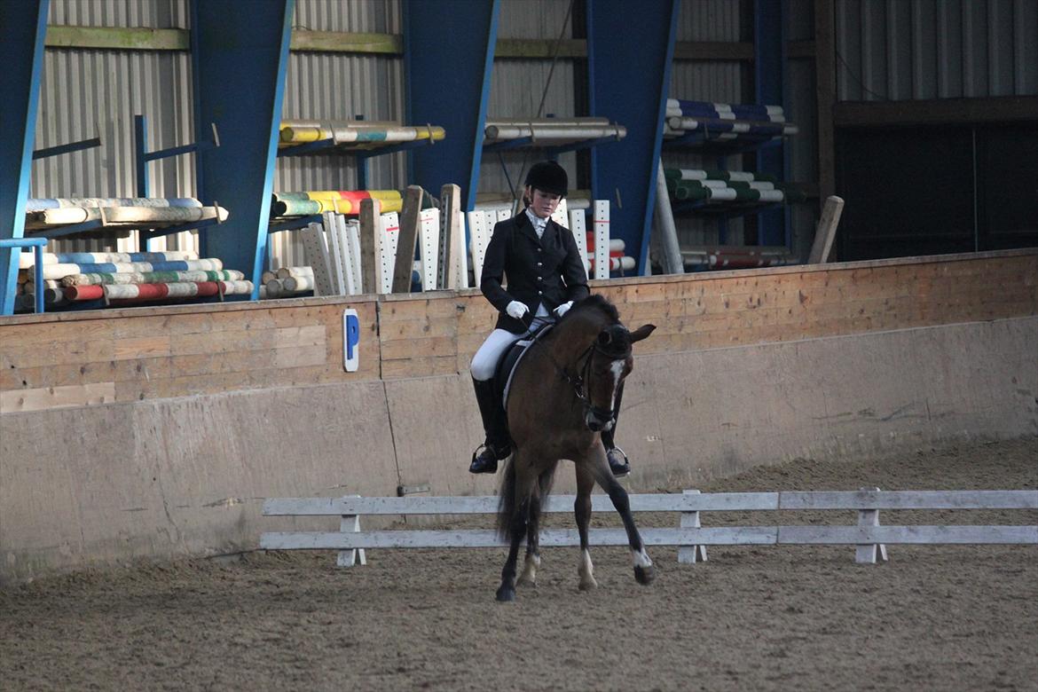 Anden særlig race Gyrupgaards Bailey B PONY billede 20
