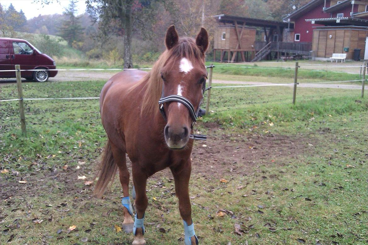 Welsh Pony (sec B) Bjerregårds Gandalf billede 20