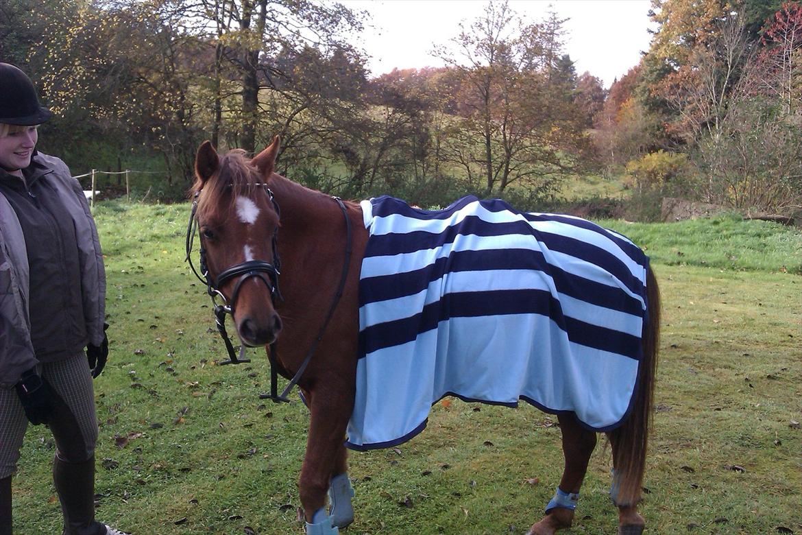 Welsh Pony (sec B) Bjerregårds Gandalf - Velkommen til Gandalf's profil :o) billede 1