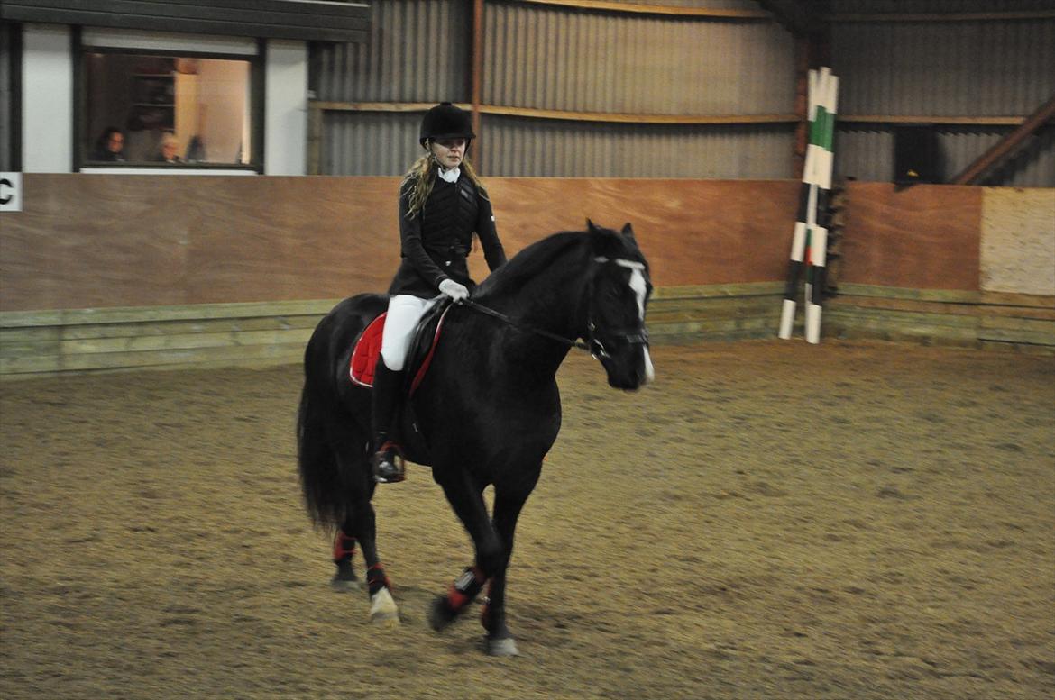 Welsh Cob (sec D) Låddenshøj Armarni  (solgt) - dette er til vores første springstævne, med vores nye springsæt, som jeg har købt i dyre domme.. :-) billede 12