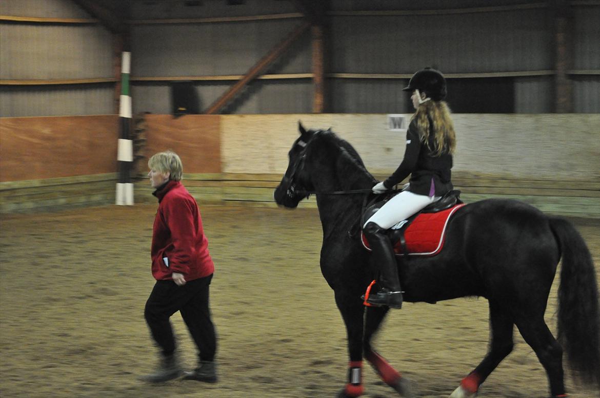 Welsh Cob (sec D) Låddenshøj Armarni  (solgt) - og her prøver Armarni vidst og ride bane byggeren ned..:-S billede 13