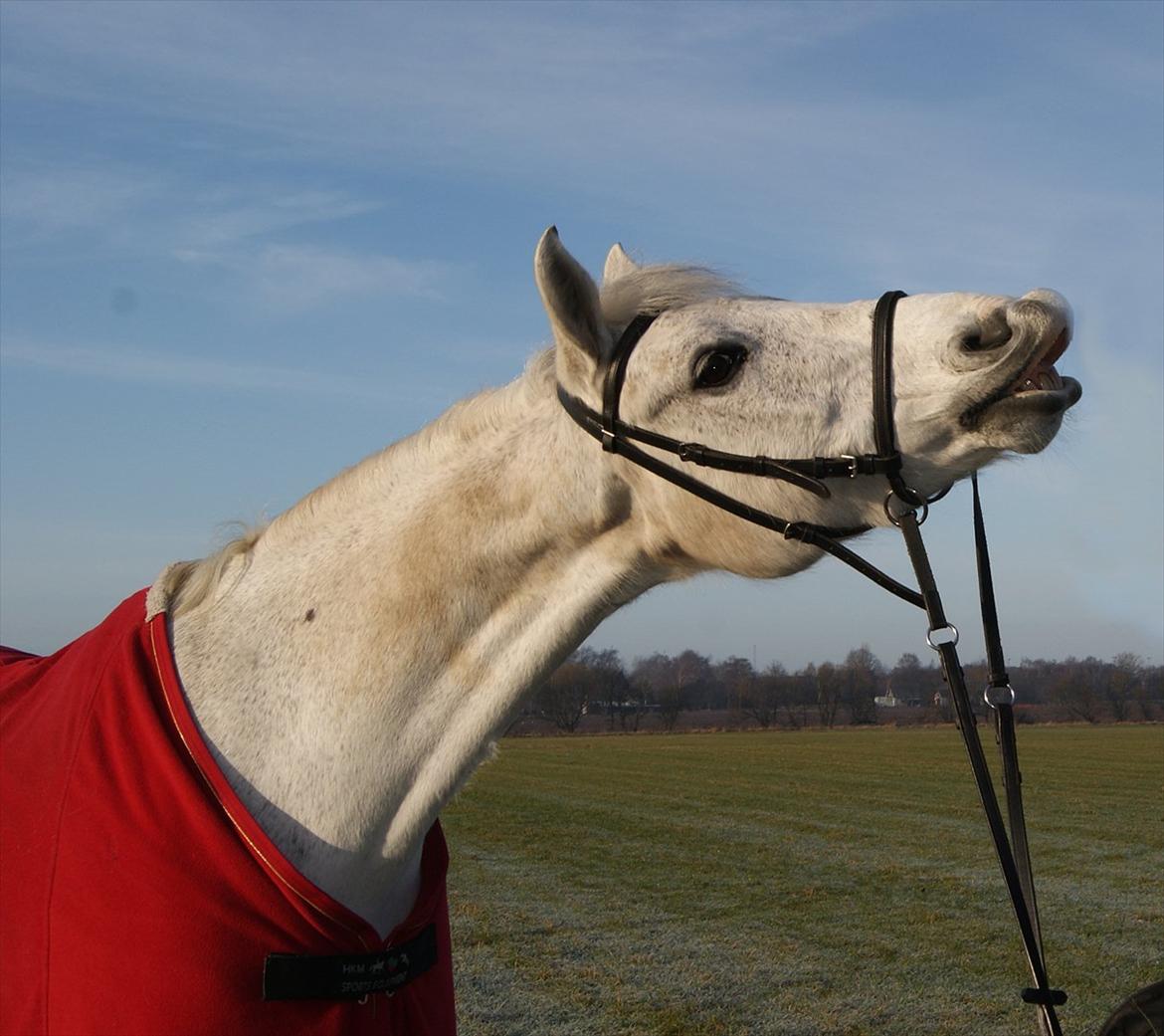 DSP Præstemarkens Mahogni |Honey| - Min lille skatt pony udøver lidt magi nytårs morgen :D Du kan alt men aldrig komme ud af mit hjerte :*
|Foto: Sara Andersen (mig) | billede 19