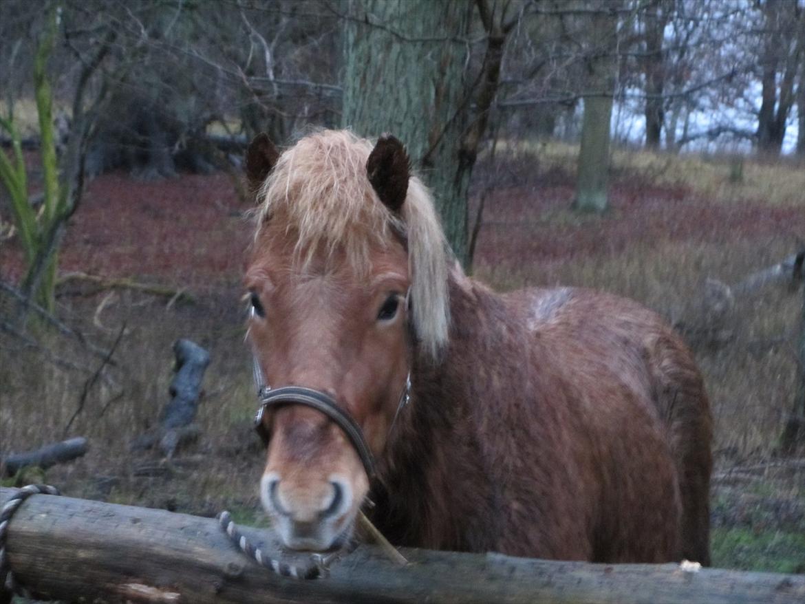 Islænder Halli fra Dyrehavegård <3 - En hyggelig skovtur, med en dejlig lille hyp i regnvejr <3.

Januar 2012. billede 7