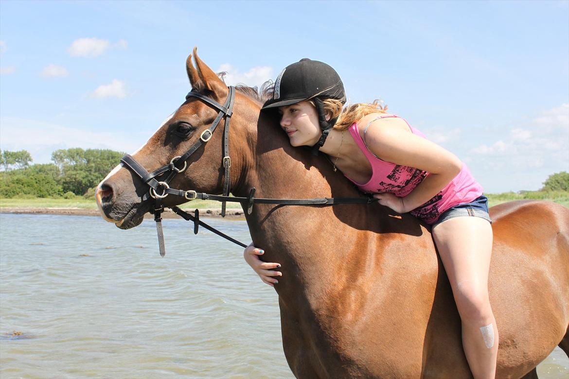 Arabisk fuldblod (OX) Skovlys Tonado billede 18