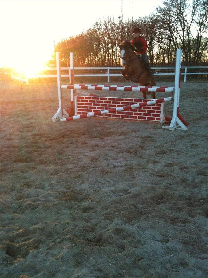 New Forest sille - ;-) billede 13