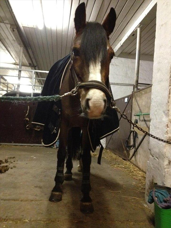 New Forest sille - Sille-pigen;-) billede 14