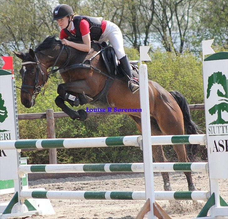 Anden særlig race Manuela  billede 18