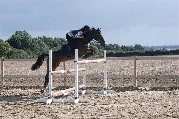 Anden særlig race Manuela  billede 20