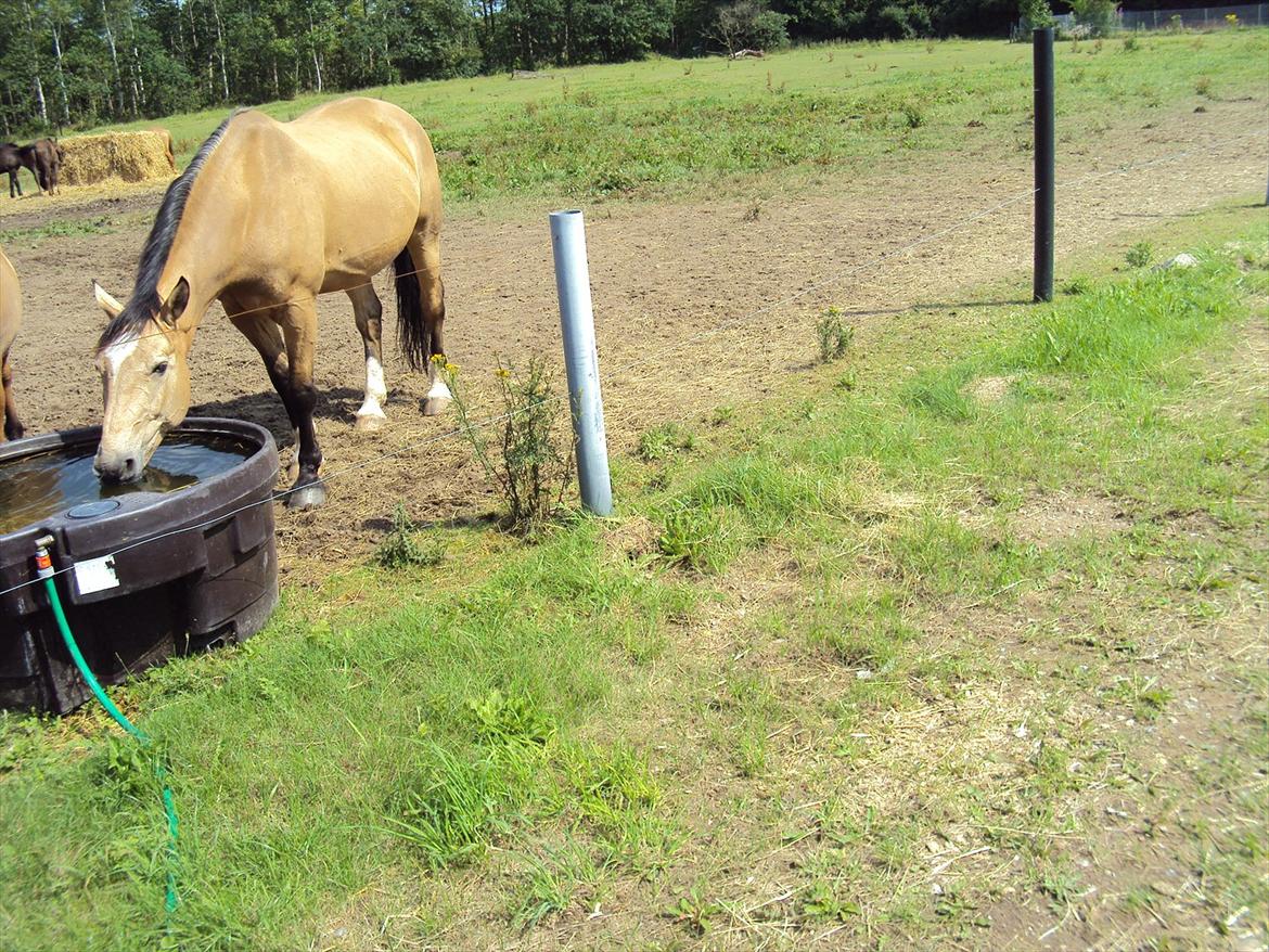 Anden særlig race Mammos billede 2