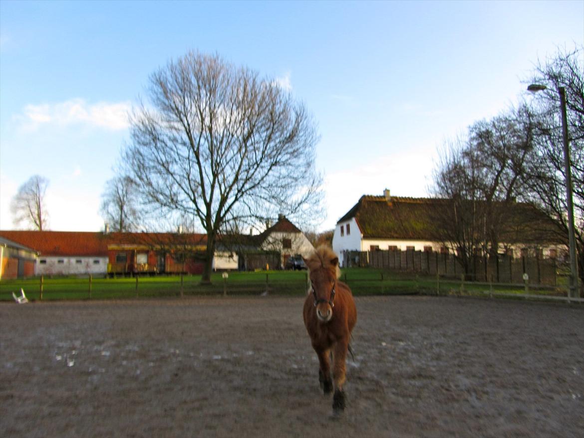 Islænder Halli fra Dyrehavegård <3 - Når Halli og jeg lalle-træner, med lidt 'fangeleg' på banen :D.

Januar 2012. billede 9