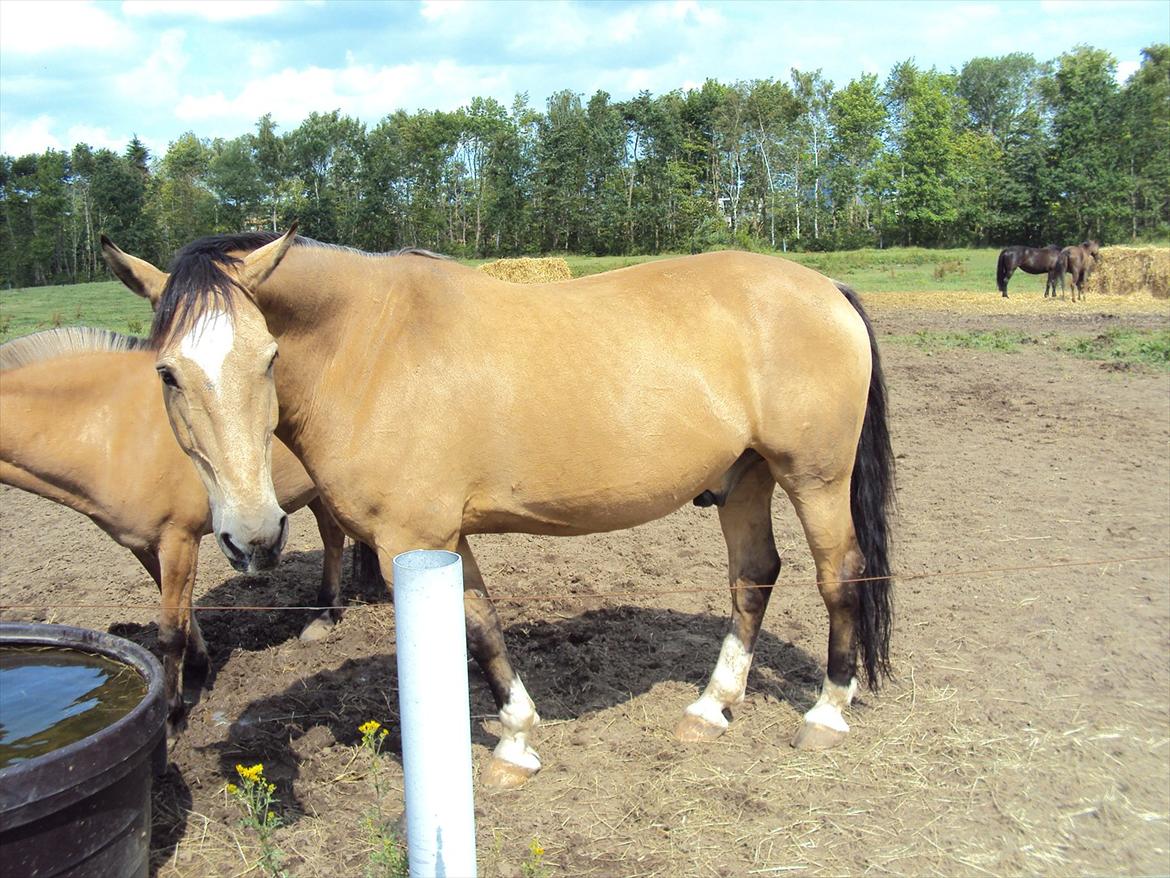 Anden særlig race Mammos billede 3