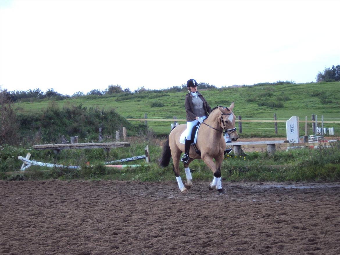 Anden særlig race Mammos billede 4