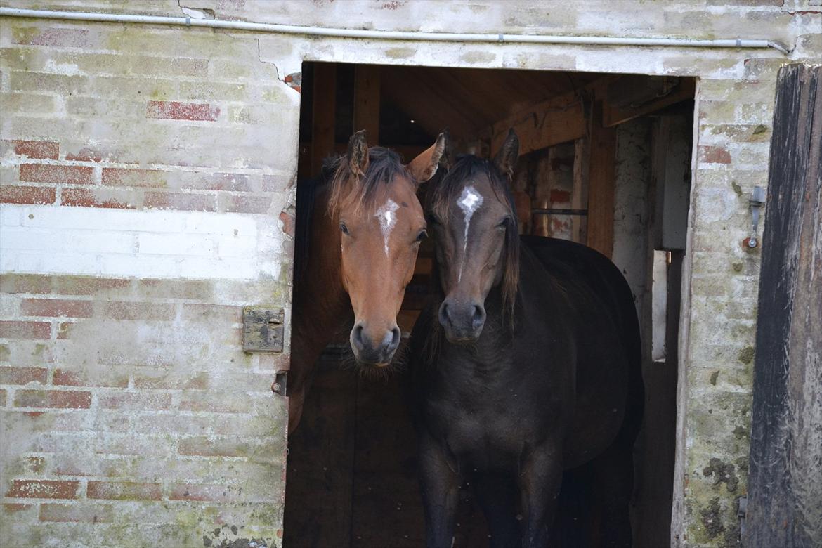 Dansk Varmblod Cacandra gold - Så dejlig (  vi har en stal så når vi åbner døren går de selvfølig bare en men så når der er en hest i den øverste boks så loger vi der og der har vi bare lodt døren stå åben da det var rigtig varmt og der var ingen stedder de kunne gå i skygge billede 7