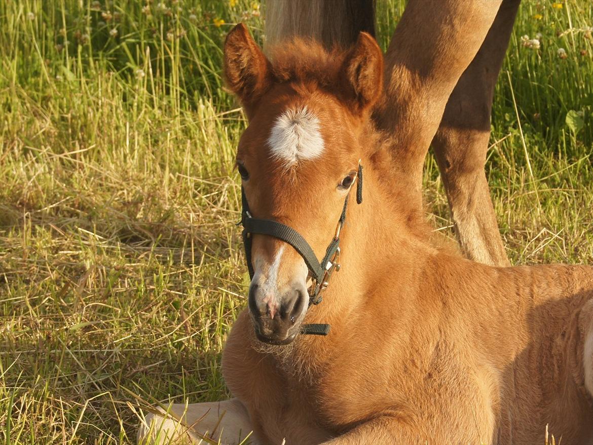 Islænder Dögg fra Tranten billede 3
