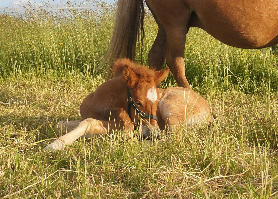 Islænder Dögg fra Tranten billede 4