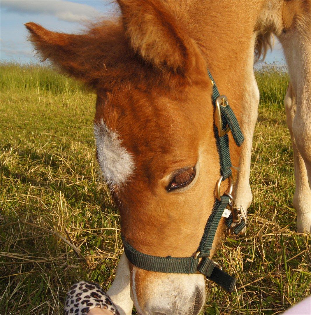 Islænder Dögg fra Tranten billede 5