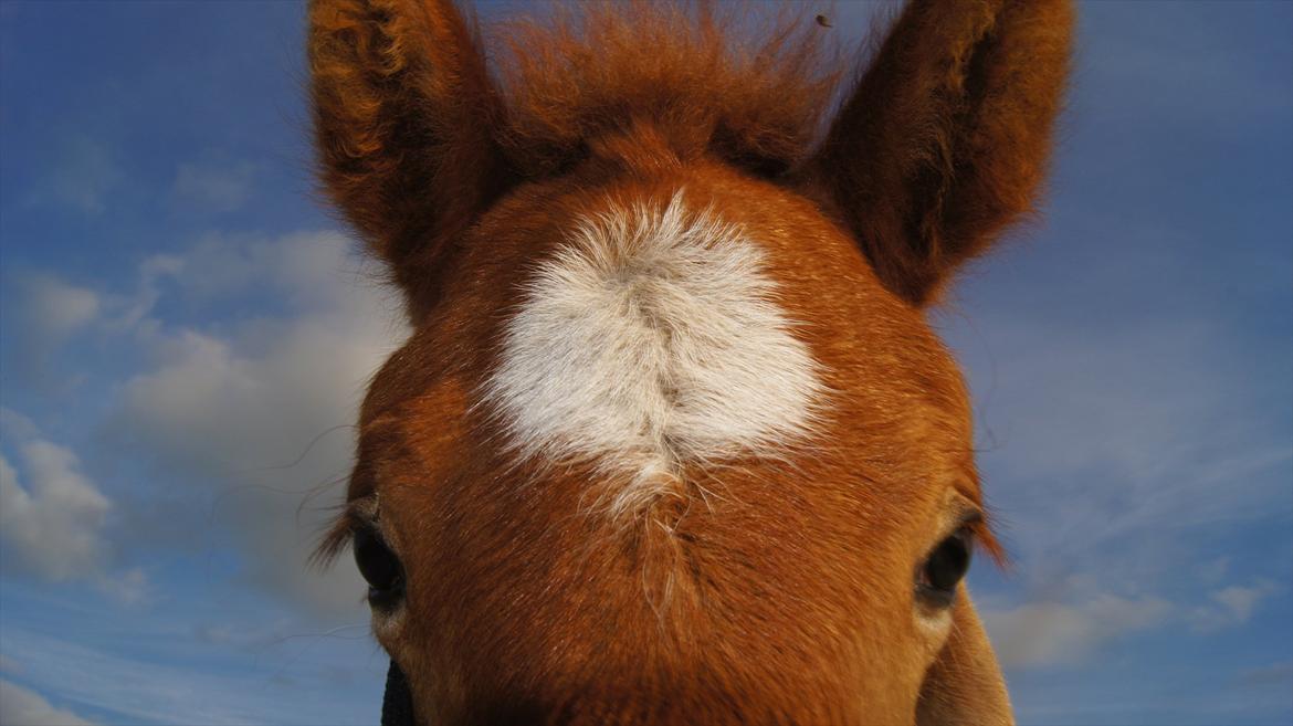 Islænder Dögg fra Tranten billede 1