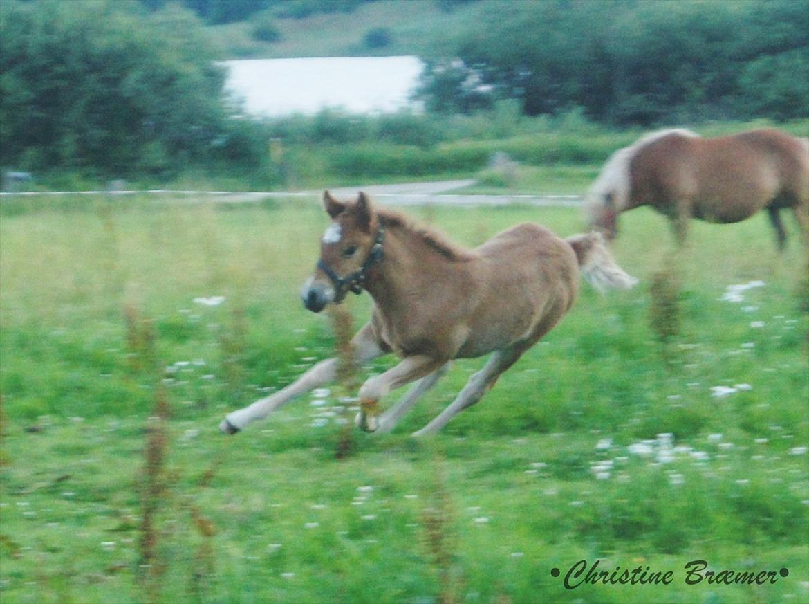 Islænder Dögg fra Tranten billede 6