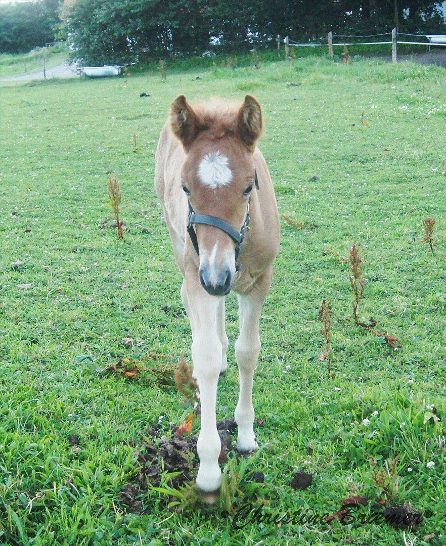 Islænder Dögg fra Tranten billede 7