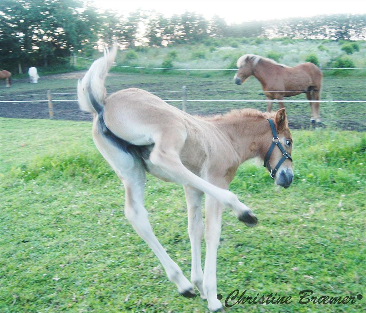 Islænder Dögg fra Tranten billede 8
