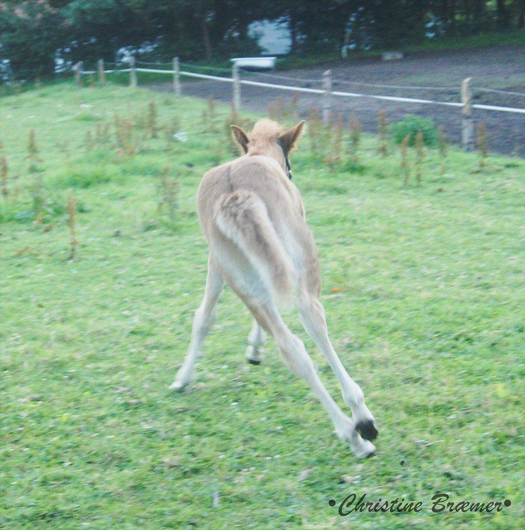 Islænder Dögg fra Tranten billede 9
