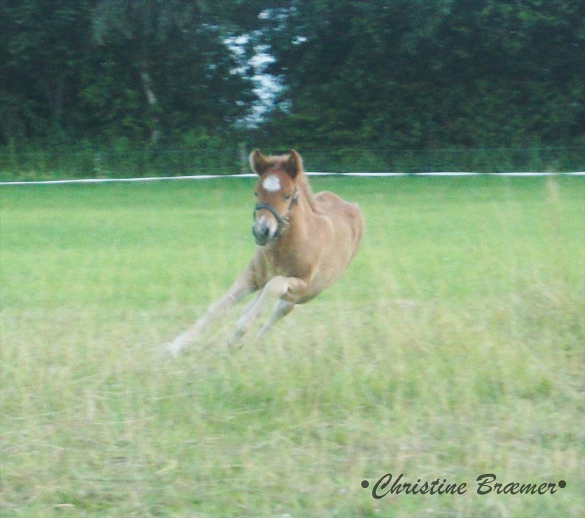 Islænder Dögg fra Tranten billede 10