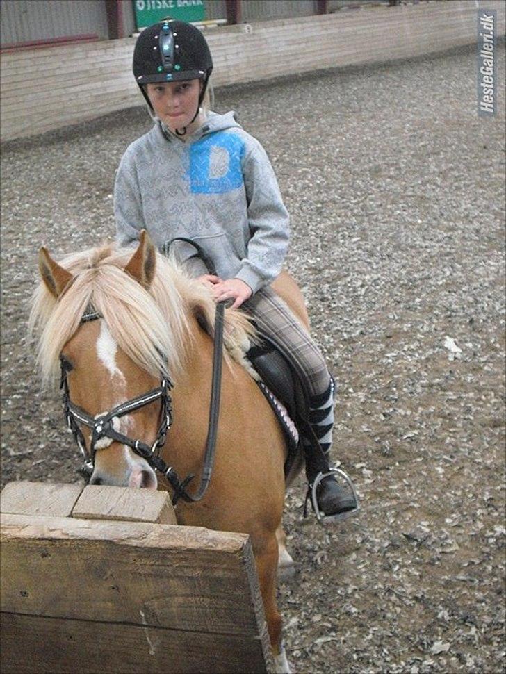 Anden særlig race smørblomst<3 savnes!(solgt) - sidste gang jeg red på blomsten!=)<33 savner hende!=)<33
foto:mor!=) billede 18