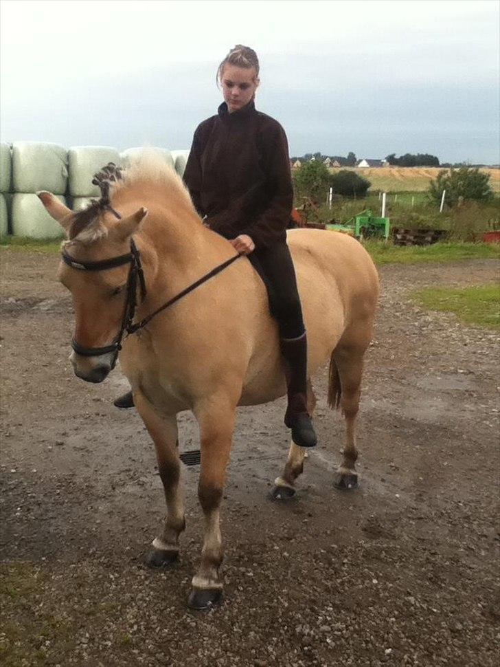 Fjordhest Frida af Tranemosen - Frida<3 billede 1