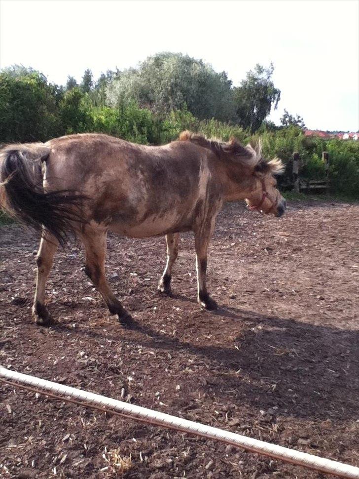 Fjordhest Frida af Tranemosen - Ja, jeg havde lige vasket hende.. -.- billede 2