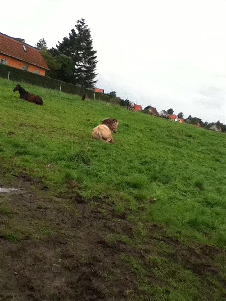 Fjordhest Frida af Tranemosen - Afslapning(-: billede 3