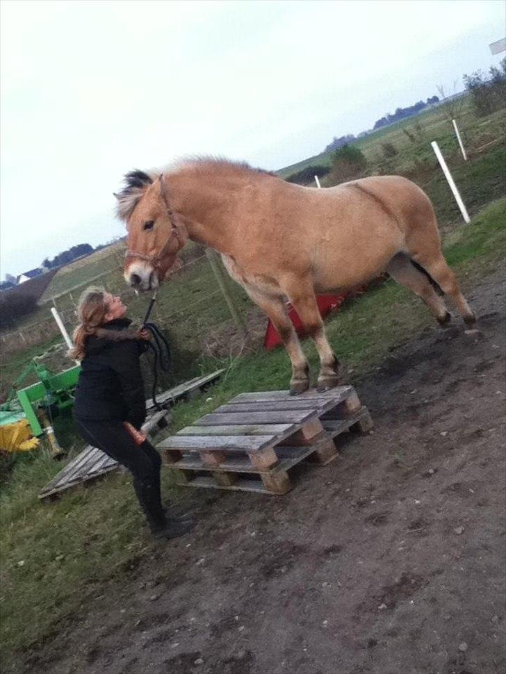 Fjordhest Frida af Tranemosen - Da hun lige havde lært det! :D billede 4