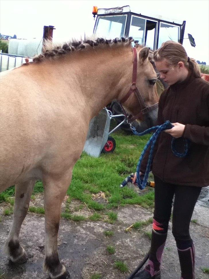 Fjordhest Frida af Tranemosen billede 5