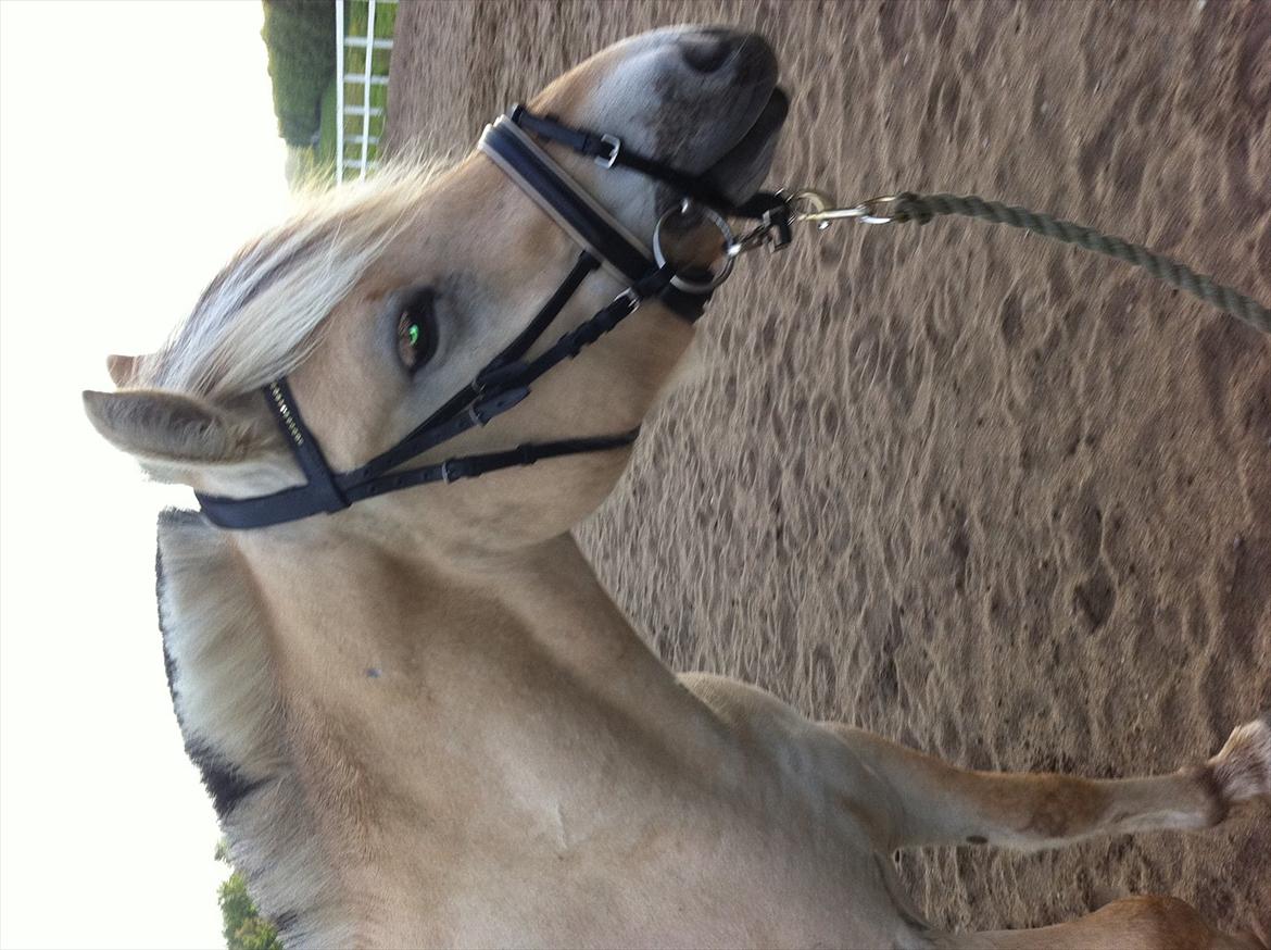 Fjordhest MIster smask billede 1