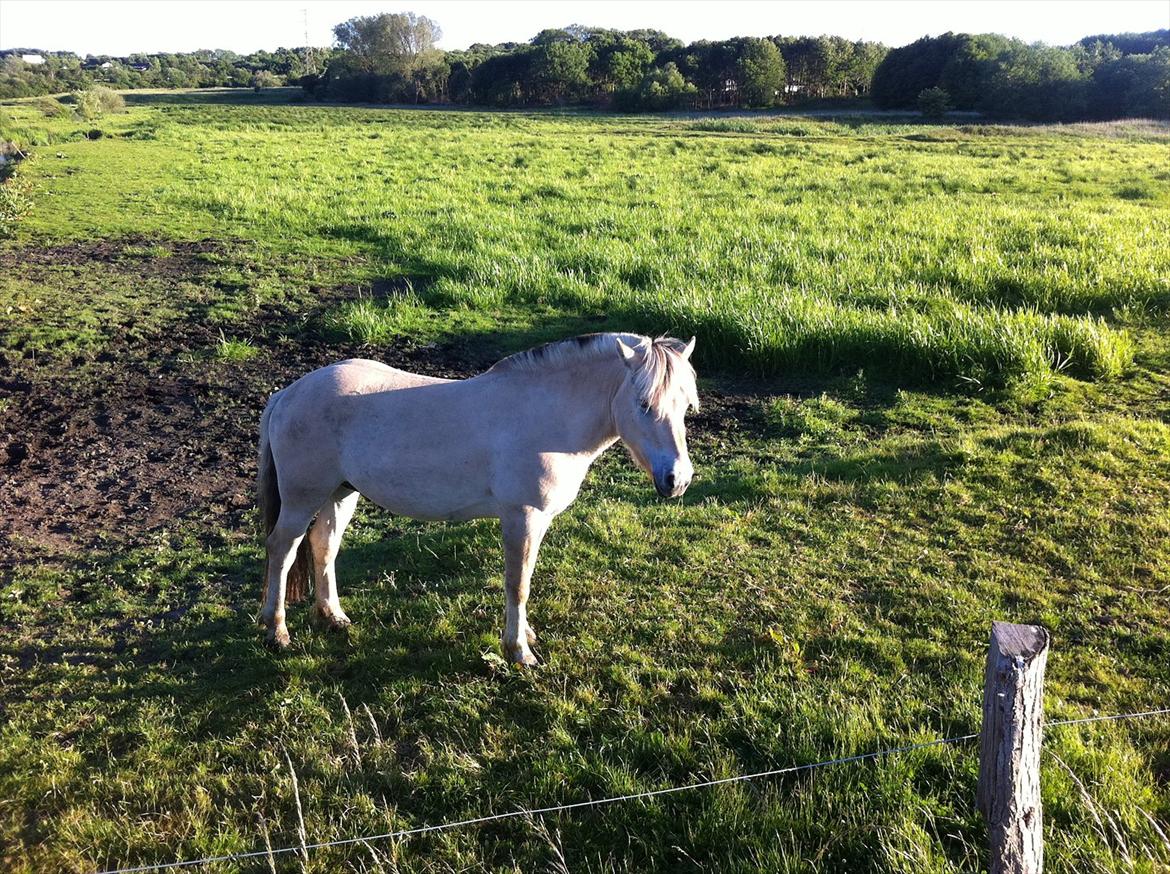Fjordhest MIster smask billede 2