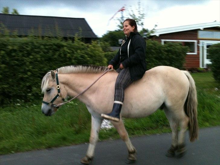 Fjordhest MIster smask billede 3