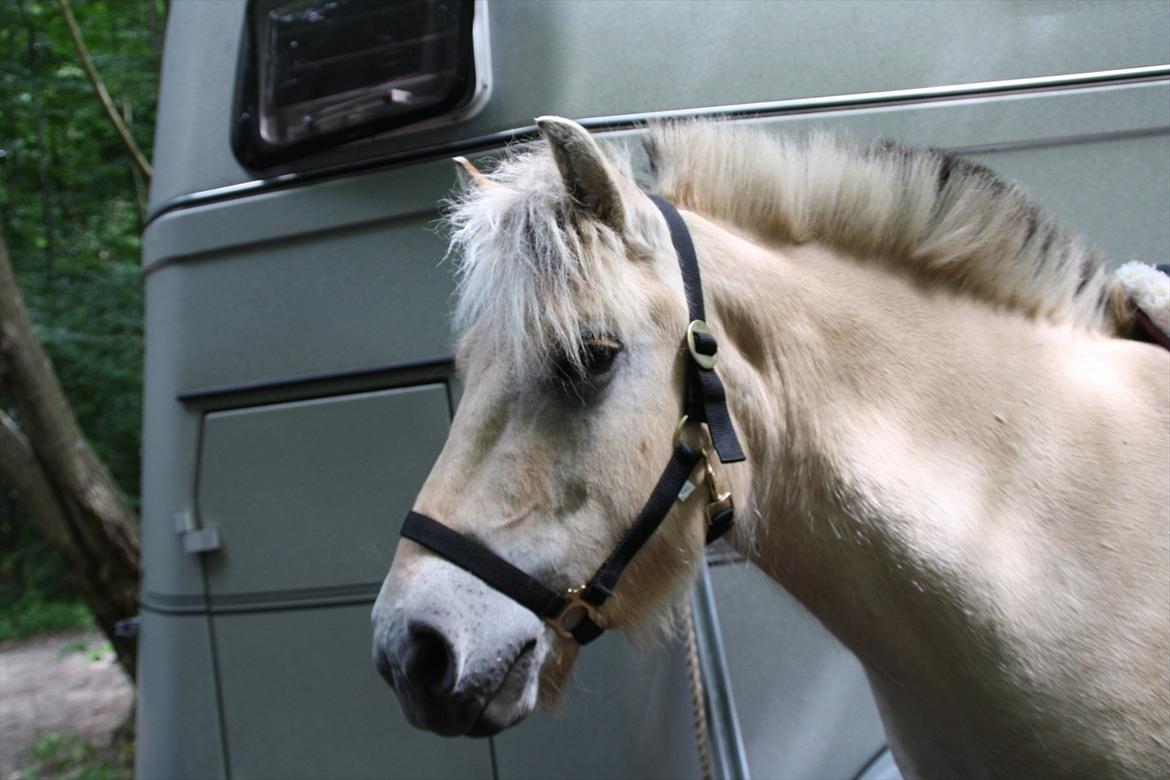 Fjordhest MIster smask billede 5