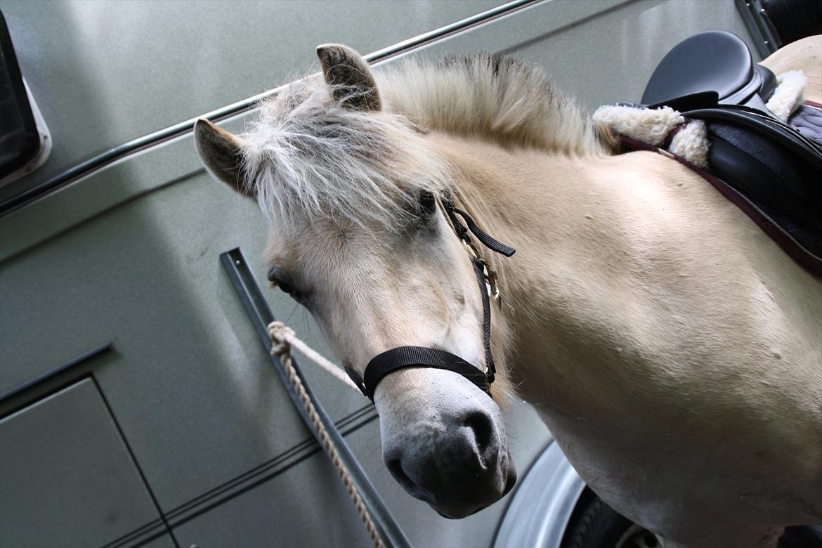 Fjordhest MIster smask billede 6