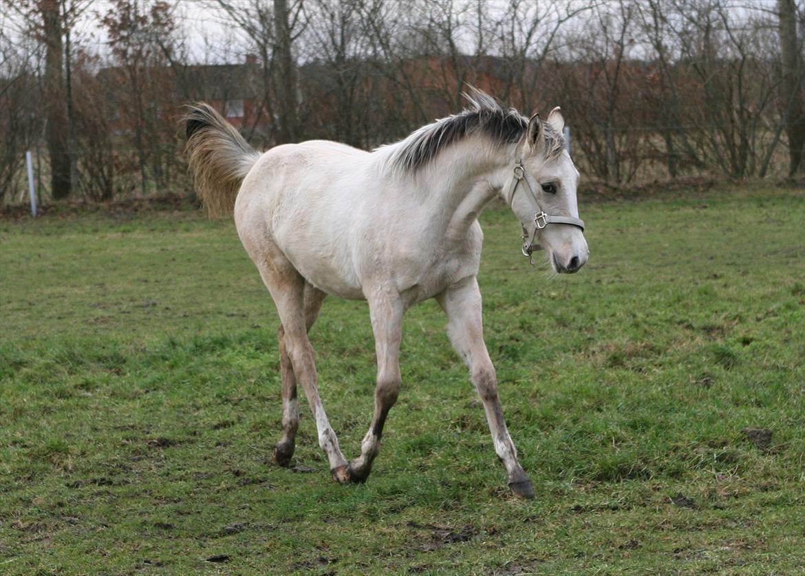 DSP Lykkebo Comet billede 16