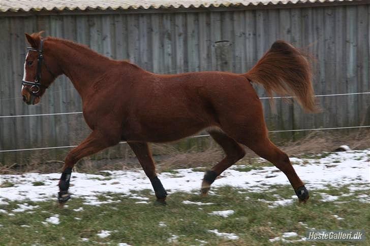 Traver Almathea Lark  R.I.P - Lækker 17 årig traver!
Taget af Linette Christensen. billede 17