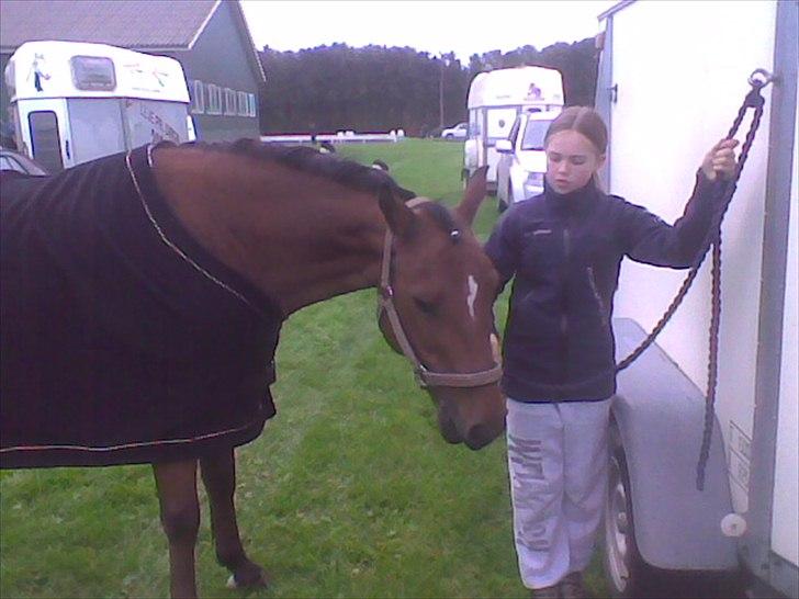 Welsh Pony (sec B) Palør Welsh - Stævne i Sæby:) billede 13