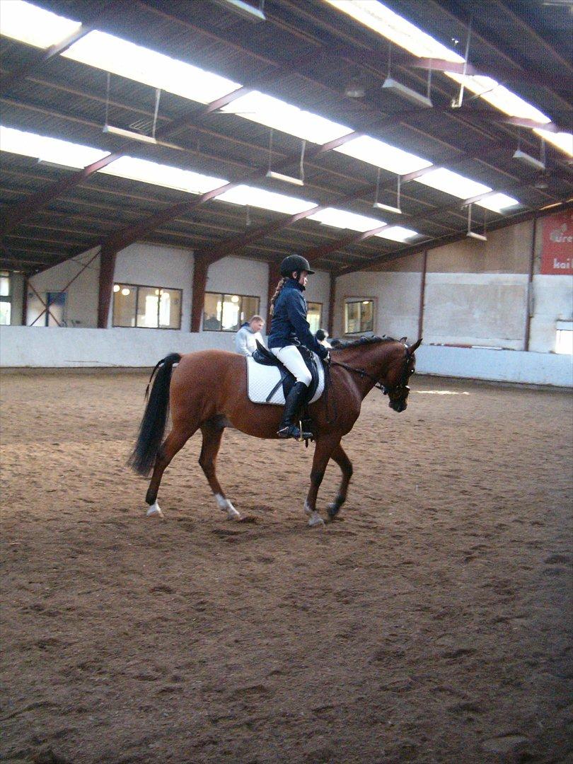 Welsh Pony (sec B) Palør Welsh - Områdemesterskab i hadsund:) billede 3
