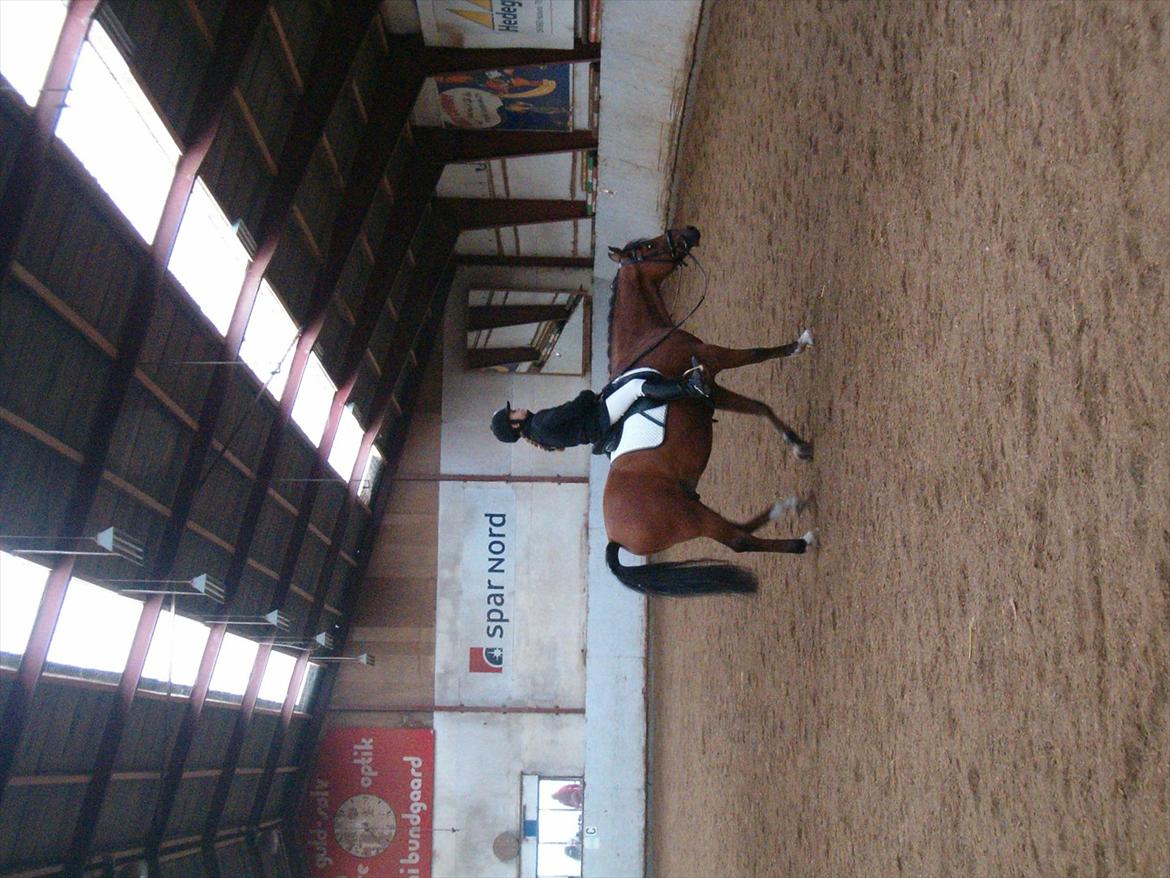Welsh Pony (sec B) Palør Welsh - Områdemesterskab i hadsund:) billede 4
